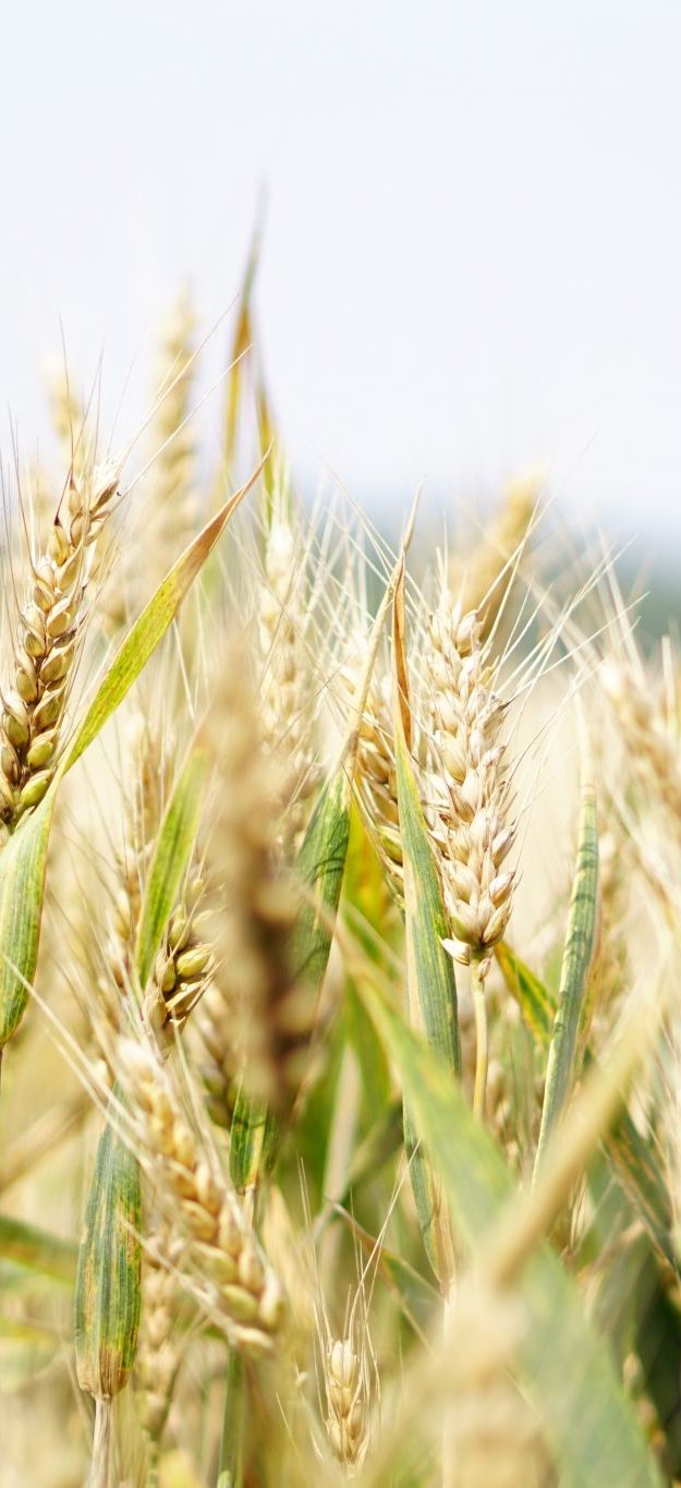 be-health-happy-health-coach-wheat-field-gluten