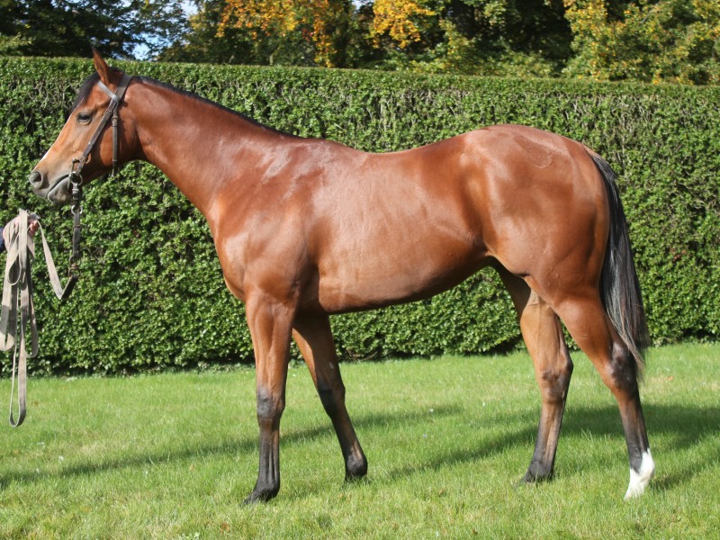 The Pinto Kid - Fred Archer Racing