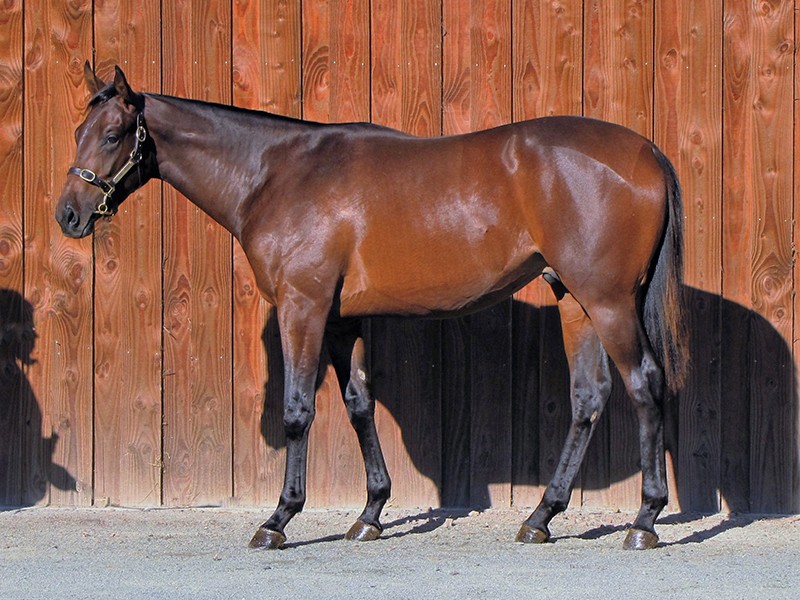 Spanish Archer - Fred Archer Racing