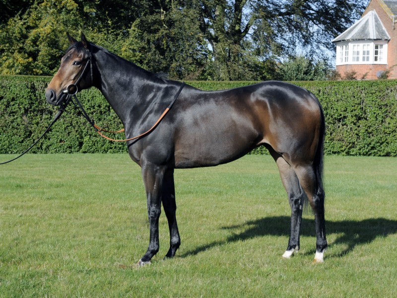 The Tin Man - Fred Archer Racing