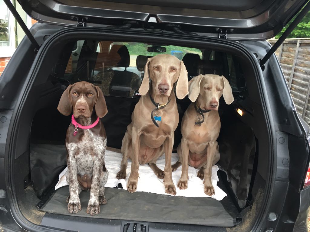 //impwebsites.co.uk/client/muddypaws/wp-content/uploads/2018/07/IMG_0713.jpg