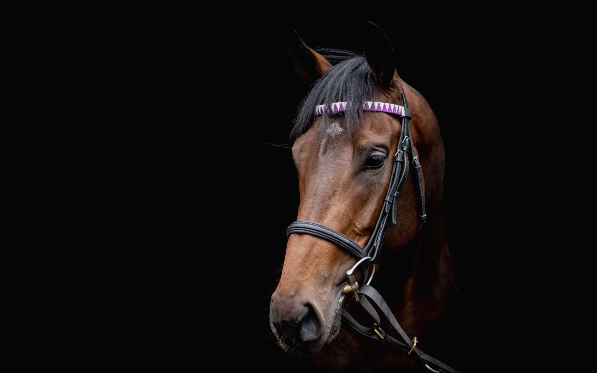 Stallions feature image