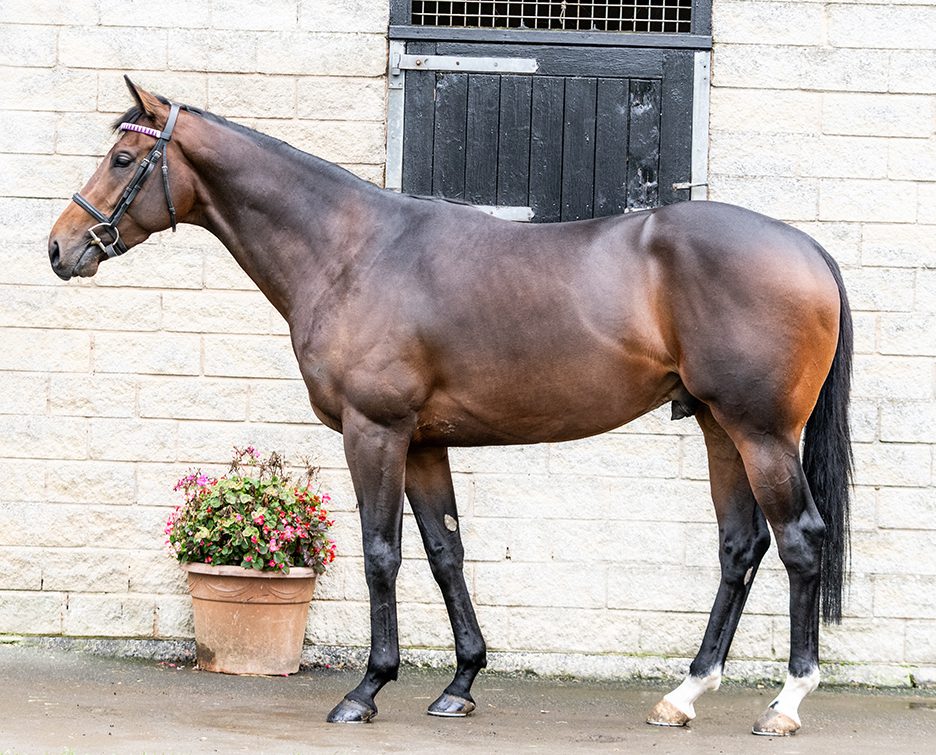 SHAQUILLE feature image